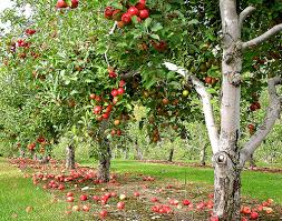 Harlow Carr Apple Festival Dalesend Cottages